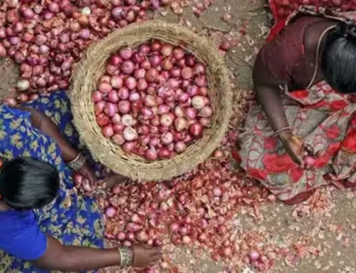 Analyzing the Impact of Government Intervention in India’s Onion Market